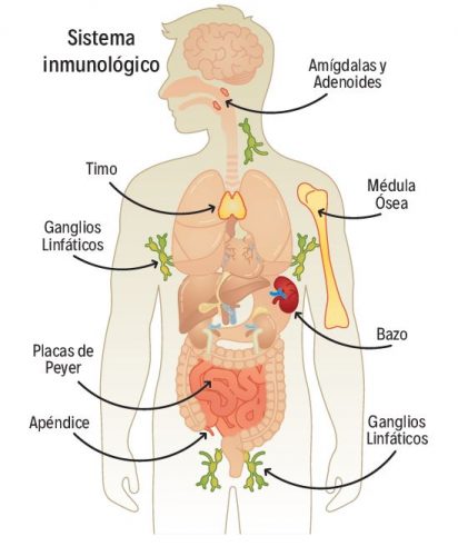 Imgen_Sistema_Inmunitario